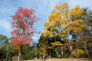 グリーンピア春日井の紅葉