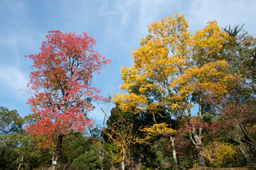 グリーンピア春日井の紅葉