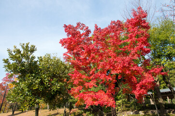 グリーンピア春日井の紅葉