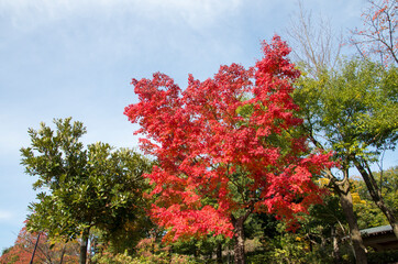 グリーンピア春日井の紅葉