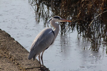 ある日の水路の様子