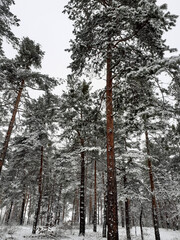 Fototapeta premium winter forest in the winter