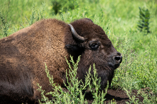 Big yak in beautiful landscape. Hairy cow wild animal in nature. The Year of the Ox, cattle or water buffalo in 2021. Farm animal in America.