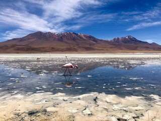 Flamingo in lake