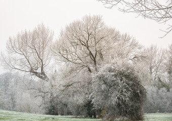 beautiful winter fall scene with a row of bushes and oak trees covered in ice, snow and frost 