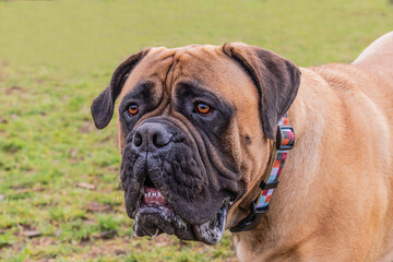  2021-01-01 BULLMASTIFF PORTRAIT BRIGHT EYES BLURRED GREEN BACKGROUND
