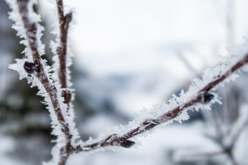 Closeup view of branches covered with snowflakes
