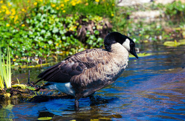Bird， Large Swan 
Goose
