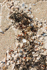 Lots of seashells on a paved beach