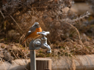 公園の水道蛇口で佇む野鳥ジョウビタキ