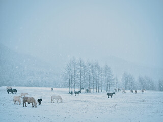 Naklejka premium 冬の道産子