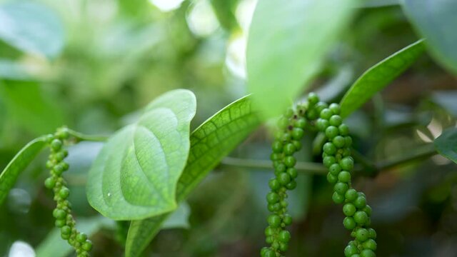 Selective focus, Green Pepper on the Pepper tree garden, Fresh Black pepper plant in garden.