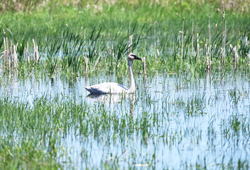 Trumpeter Swan