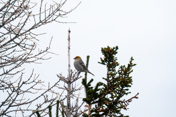 View of a Pine grosbeak (Pinicola enucleator) perched on a tree in winter