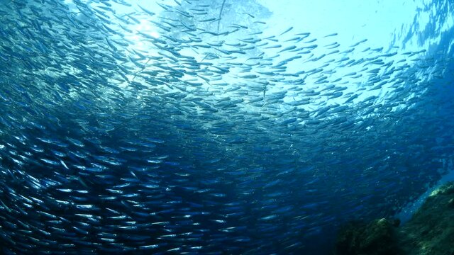 silversides hiding behind secret rocks  under sun shine and beams underwater silverside fish school wavy sea protection ocean scenery behaviour