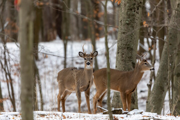 Fototapeta premium White-tailed deer in the snowy forest. Scene from Wisconsin state park.