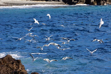 海面を飛ぶカモメの群れ