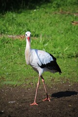 small german stork is walking on a field