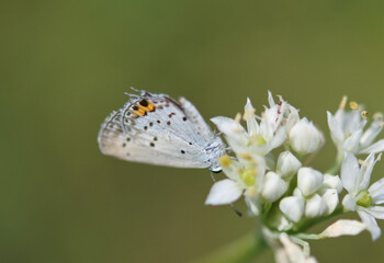 Wild garlic with star like shaped flower has a butterfly on it.