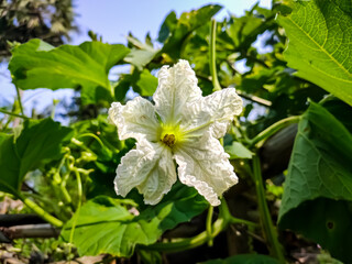 This is a gourd flower close-up macro shot in the day time in india.