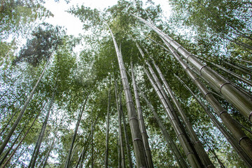 Fototapeta premium 風景素材 嵯峨野の竹林
