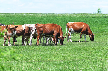 Fototapeta premium Grazing Dairy Cattle