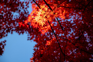 風景素材　南禅寺の紅葉