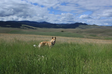 Lone wolf in Montana Meadow