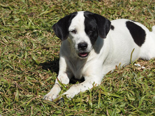 A dog lying on the grass