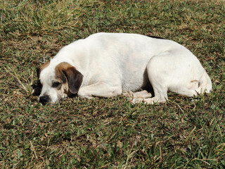 The dog curled up on the grass.