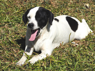 A dog lying with his mouth open on the grass