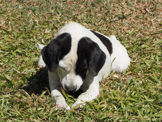 Dogs lie respectful and on the grass.