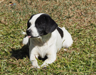 The dog was lying on the grass with a cold face.