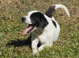 A dog lying open his mouth and sticking his tongue on the grass.