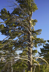 Mountain pine hardened by wind and sun