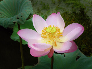 Beautiful pink lotus flower and lotus flower plants, pure pink lotus flower, symbol of VietNam.