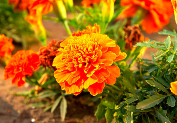 Marigold flower (lat. Tagétes). Bright orange garden flower of the Aster family close up
