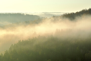 Fototapeta na wymiar Morning fog over coniferous forest