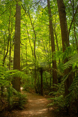 Fototapeta na wymiar Path leading through bright green Redwood and fern forest during summer