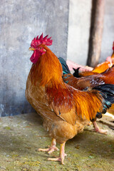 rooster in the farm