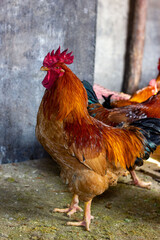 rooster in the farm