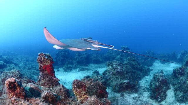 eagle ray swim remora slow motion underwater with long tail ray fish ocean scenery