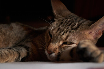 Tabby kitten sleeping on the bed and looks sideways at the camera