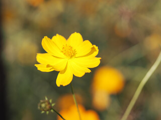 Mexican Aster, Cosmos, Compositae, Cosmos sulphureus yellow and orange color blooming springtime in garden on blurred of nature background