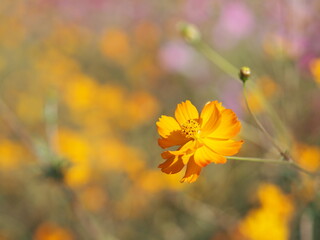 Obraz premium Mexican Aster, Cosmos, Compositae, Cosmos sulphureus yellow and orange color blooming springtime in garden on blurred of nature background