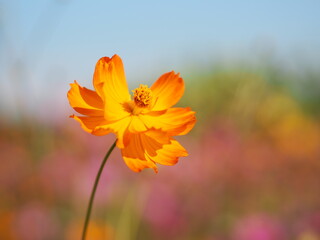 Obraz premium Mexican Aster, Cosmos, Compositae, Cosmos sulphureus yellow and orange color blooming springtime in garden on blurred of nature background