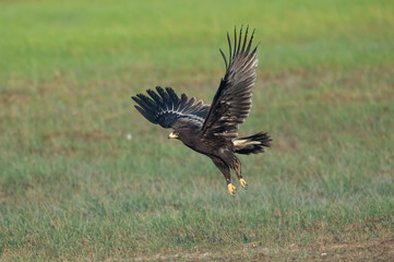 Greater Spotted Eagle flying up in the sky
