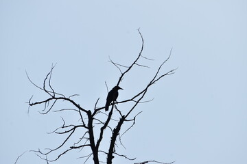 tree branches silhouette crow