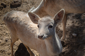 Fototapeta premium Deer in the meadow