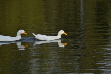 ducks on the lake